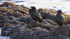 Phalacrocorax capensis