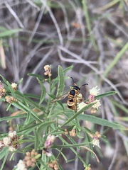 Euodynerus hidalgo hidalgo