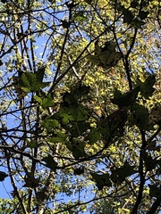 Liquidambar styraciflua