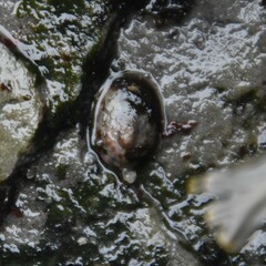 Testudinalia testudinalis