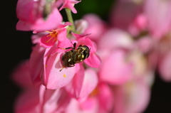 Copestylum tamaulipanum