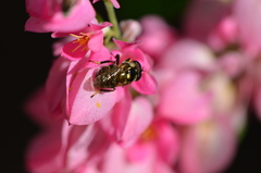 Copestylum tamaulipanum