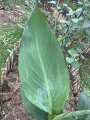 Calathea lutea