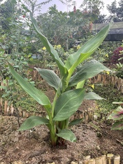 Calathea lutea