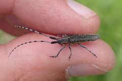 Agapanthia villosoviridescens