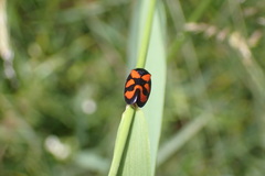 Cercopis vulnerata