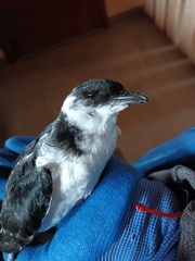 Pelecanoides magellani