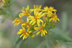 Trixis inula