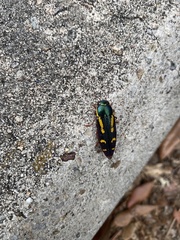 Buprestis rufipes