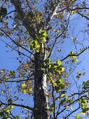 Platanus occidentalis