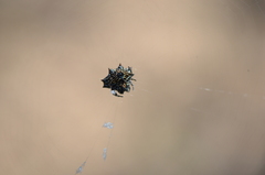 Gasteracanthinae