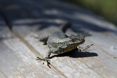 Sceloporus anahuacus