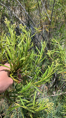 Baccharis salicifolia