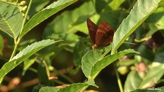 Abisara bifasciata
