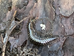 Strongylosoma