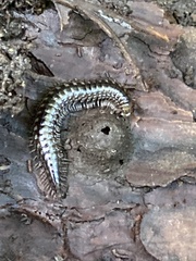 Strongylosoma