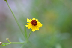 Coreopsis tinctoria