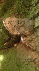 Ganoderma