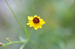 Coreopsis tinctoria