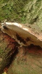 Ganoderma