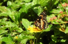 Chlosyne lacinia saundersi