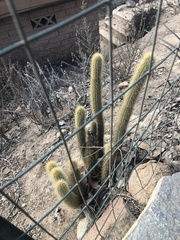 Bergerocactus emoryi
