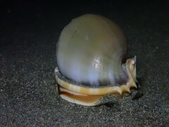 Phalium bandatum