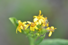 Trixis inula