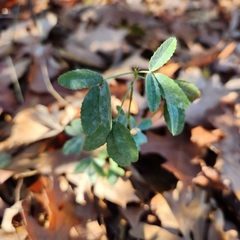 Melilotus officinalis