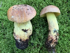 Boletus sensibilis