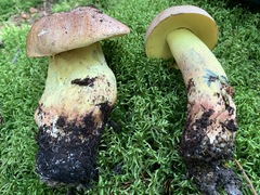 Boletus sensibilis