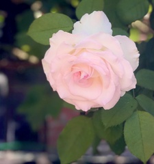 Rosa