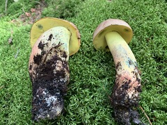 Boletus sensibilis
