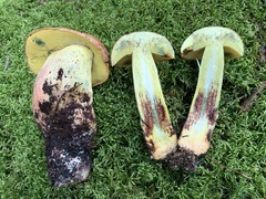 Boletus sensibilis