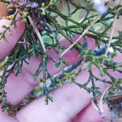 Arceuthobium oxycedri