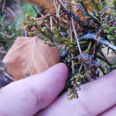 Arceuthobium oxycedri