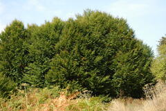 Fagus sylvatica