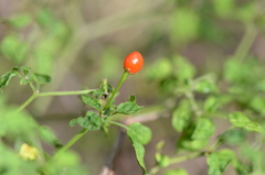 Capsicum annuum