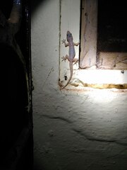 Hemidactylus brookii