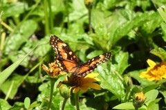 Chlosyne lacinia saundersi