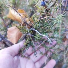 Arceuthobium oxycedri