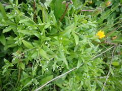 Myosotis sparsiflora