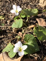 Viola canadensis