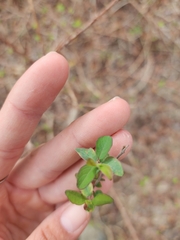 Symphoricarpos orbiculatus