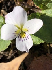 Viola canadensis