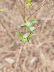 Symphoricarpos orbiculatus
