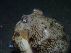 Amphioctopus marginatus