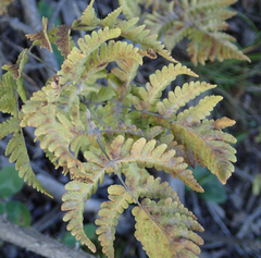 Gymnocarpium dryopteris