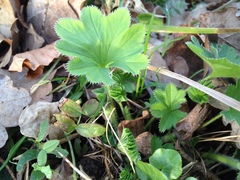 Alchemilla xanthochlora