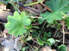Alchemilla xanthochlora